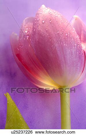 Stock Photograph - Tulips. Fotosearch