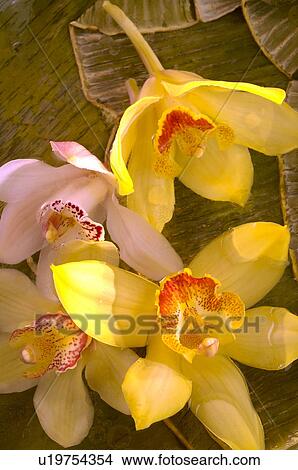 Tulpen und Orchideen View Large Photo Image Picture - Tulpen und Orchideen. Fotosearch