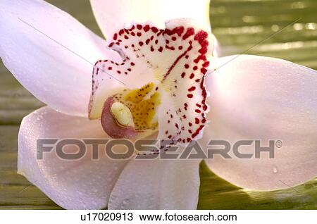 Tulpen und Orchideen View Large Photo Image Stock Image - Tulpen und Orchideen. Fotosearch