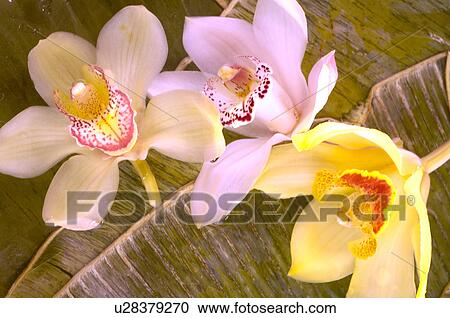 Stock Image - Tulpen und Orchideen. Fotosearch