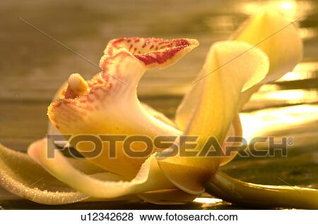 Stock Photo - Tulpen und Orchideen. Fotosearch