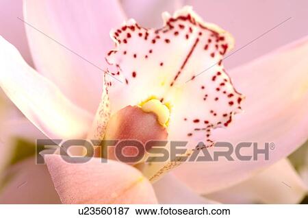 Tulpen und Orchideen View Large Photo Image Stock Photo - Tulpen und Orchideen. Fotosearch