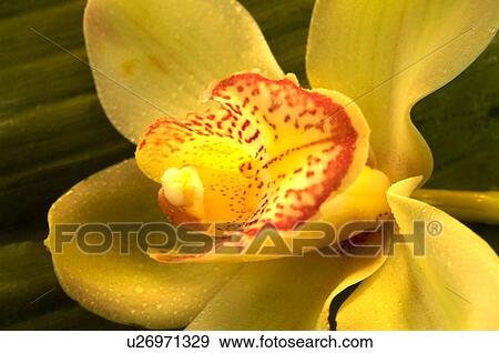 Stock Photo - Tulpen und Orchideen. Fotosearch