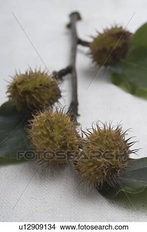 Twig of a beech View Large Photo Image Picture - Twig of a beech. Fotosearch