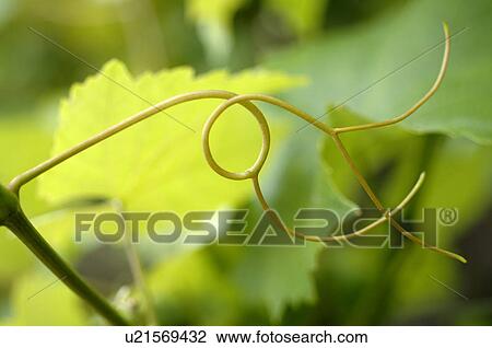 Twine of wine View Large Photo Image Stock Image - Twine of wine. Fotosearch