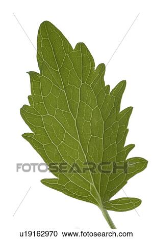 Stock Image - valerian leaf. Fotosearch