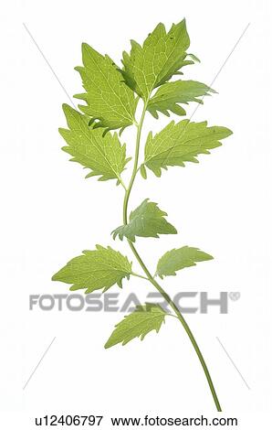 Stock Photo - valerian. Fotosearch