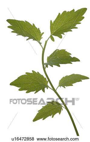 valerian View Large Photo Image Stock Photo - valerian. Fotosearch