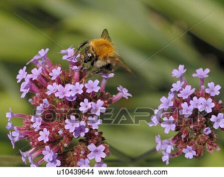 valerian with bee View Large Photo Image Picture - valerian with bee. Fotosearch