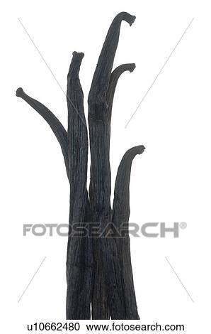 Stock Image - Vanilla pods. Fotosearch