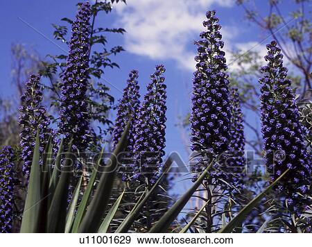 Veronica blooming View Large Photo Image Stock Photo - Veronica blooming. Fotosearch