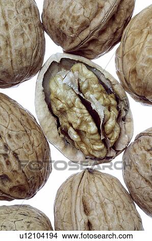 Walnuts, (Juglans regia) View Large Photo Image Picture - Walnuts, (Juglans regia). Fotosearch