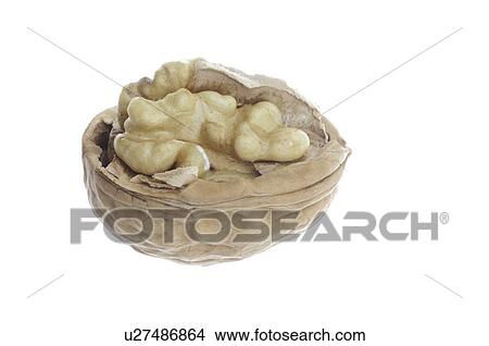 Picture - Walnuts, (Juglans regia). Fotosearch