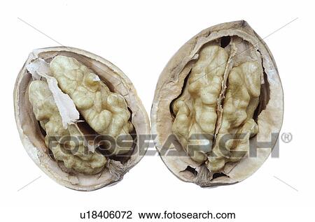 Walnuts, (Juglans regia) View Large Photo Image Stock Image - Walnuts, (Juglans regia). Fotosearch