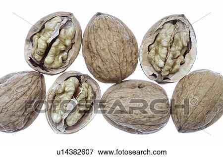 Stock Photo - Walnuts, (Juglans regia). Fotosearch