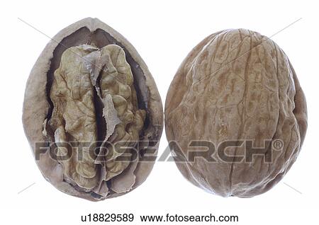 Stock Photo - Walnuts, (Juglans regia). Fotosearch