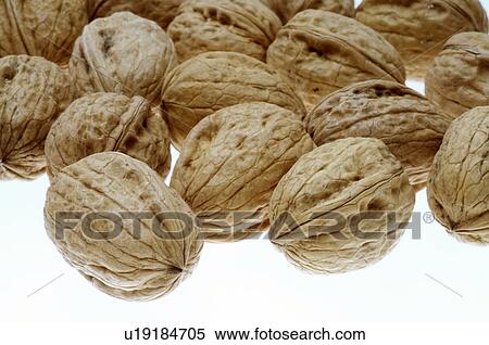 Stock Photography - Walnuts, (Juglans regia). Fotosearch