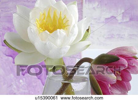 Stock Image - Water lilies in a glass vase. Fotosearch