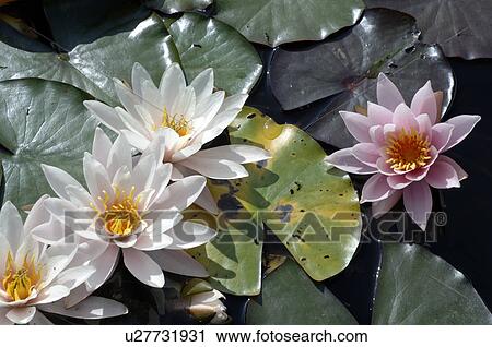 Stock Image - water lilies. Fotosearch