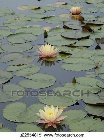 water lilies View Large Photo Image Stock Photography - water lilies. Fotosearch