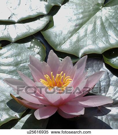 Stock Photography - water lily. Fotosearch