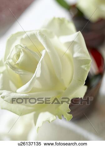 Weiße Rosenblüte in roten Gläsern View Large Photo Image Stock Photography - Weiße Rosenblüte in roten Gläsern. Fotosearch