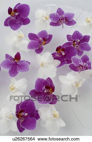 White and purple orchids View Large Photo Image Picture - White and purple orchids. Fotosearch