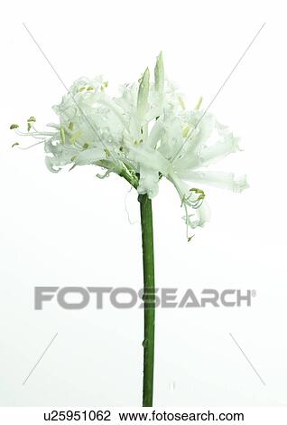 White nerine View Large Photo Image Stock Image - White nerine. Fotosearch