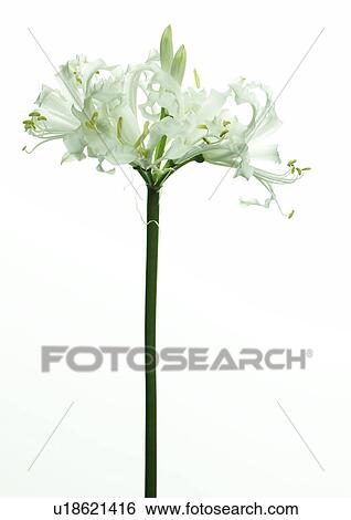 Stock Photograph - White nerine. Fotosearch