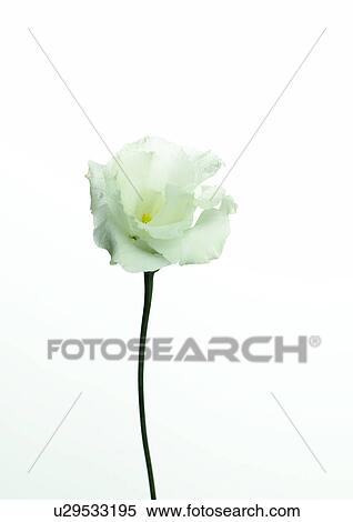 White nerine View Large Photo Image Stock Photography - White nerine. Fotosearch