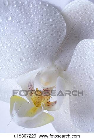 White orchid bloom View Large Photo Image Stock Photo - White orchid bloom. Fotosearch