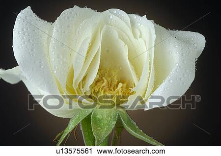 White Rose View Large Photo Image Stock Image - White Rose. Fotosearch