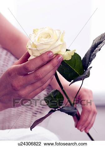 Stock Image - White rose. Fotosearch