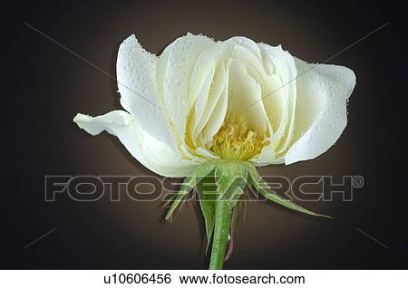 Stock Photograph - White Rose. Fotosearch