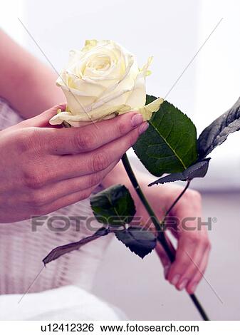 White rose View Large Photo Image Stock Photograph - White rose. Fotosearch