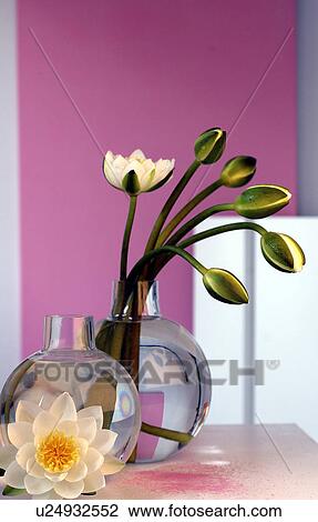 White water lilies in round glass vases View Large Photo Image Stock Image - White water lilies in round glass vases. Fotosearch
