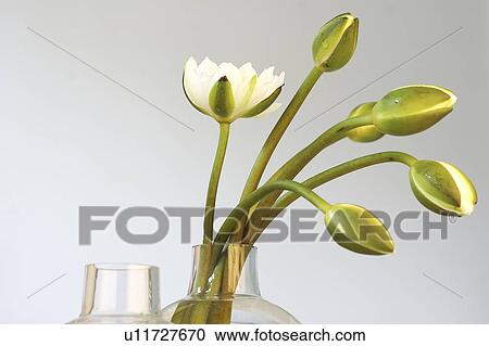 Stock Image - white water lilies. Fotosearch