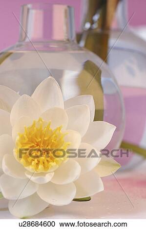 Stock Image - White water lily in front of a glass vase. Fotosearch