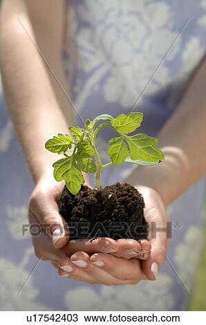 Stock Image - Woman holding seedling. Fotosearch