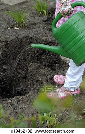 Stock Image - Woman pouring water into hole in soil. Fotosearch