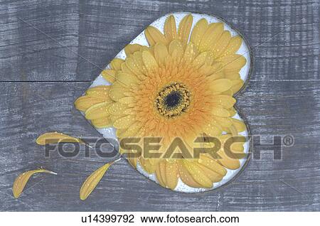 Wooden plank and marigold blossom in heart shaped hole View Large Photo Image Stock Image - Wooden plank and marigold blossom in heart shaped hole. Fotosearch