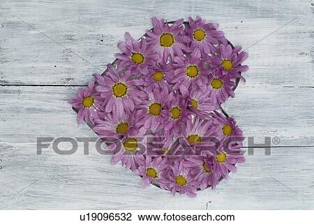 Wooden plank with heart of aster blossoms View Large Photo Image Stock Image - Wooden plank with heart of aster blossoms. Fotosearch