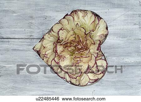 Stock Photograph - Wooden plank with heart of carnation blossoms. Fotosearch