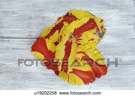 Stock Photo - Wooden plank with heart of parrot tulip blossoms. Fotosearch