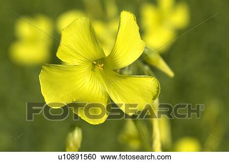 Stock Image - Yellow clover blooms. Fotosearch