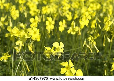 Yellow clover meadow View Large Photo Image Stock Photography - Yellow clover meadow. Fotosearch