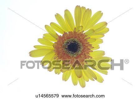 Yellow heart made of petals View Large Photo Image Stock Photo - Yellow heart made of petals. Fotosearch