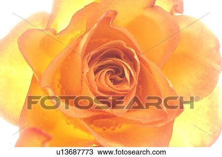 Yellow-Orange rose blossom View Large Photo Image Stock Image - Yellow-Orange rose blossom. Fotosearch