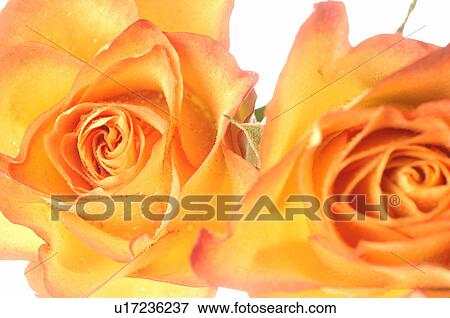 Yellow-Orange rose blossom View Large Photo Image Stock Photo - Yellow-Orange rose blossom. Fotosearch