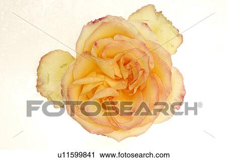 Stock Image - Yellow rose blossom. Fotosearch